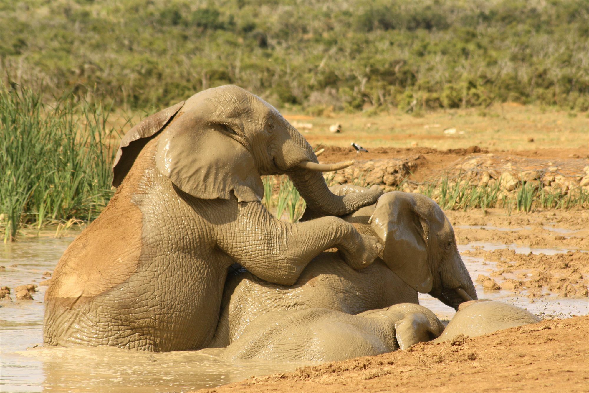 Gorah Elephant Camp アッド エクステリア 写真